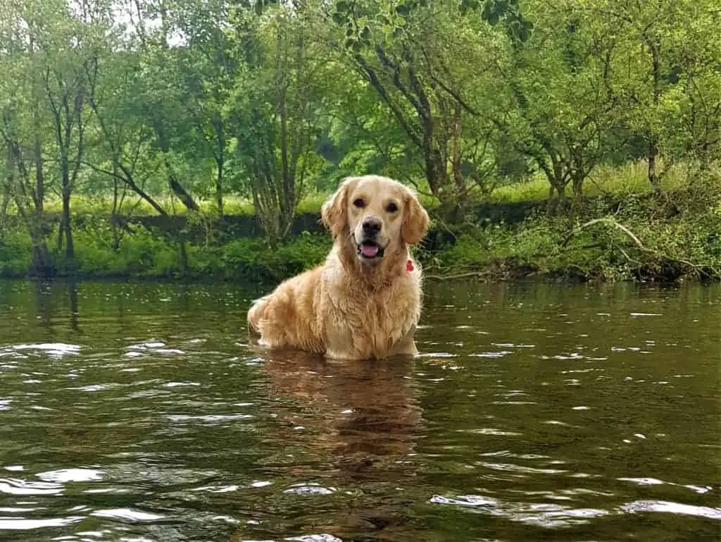 Best Dogs For Hiking