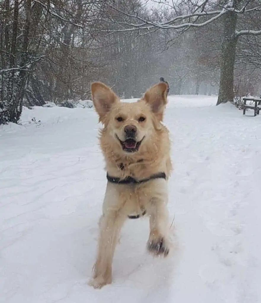 walking a dog in winter