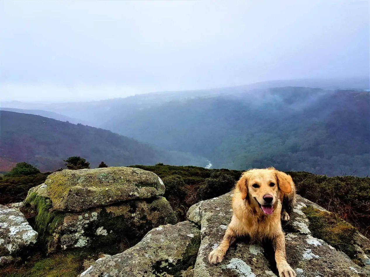 what to bring when hiking with your dog