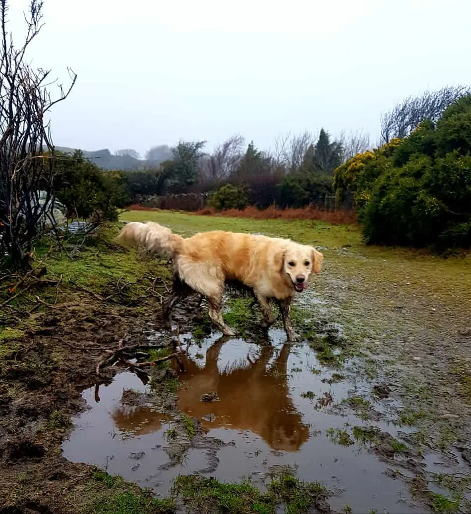 How to clean your dog after a walk