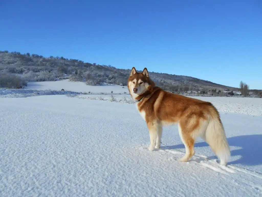 best dogs for hiking