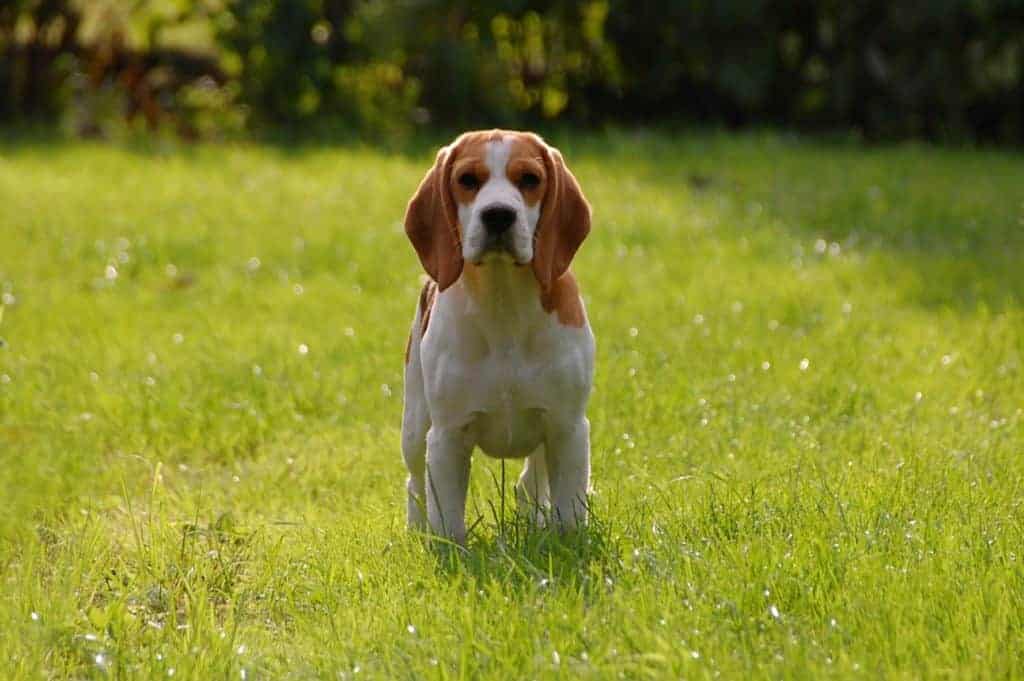 dogs with big ears