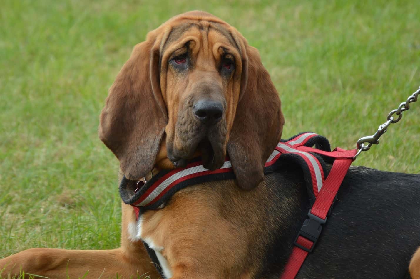 dog with droppy ears