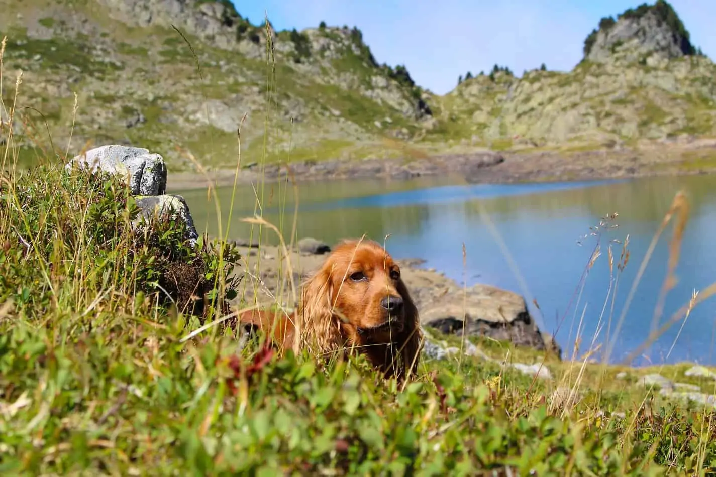how to prevent ticks on dogs while hiking