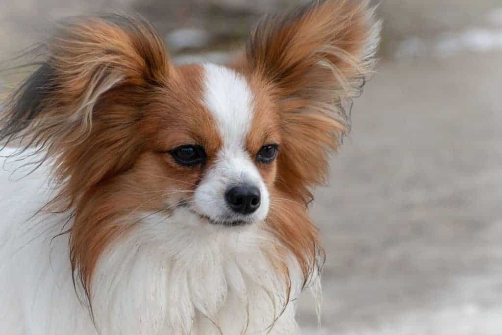 small dog with big ears