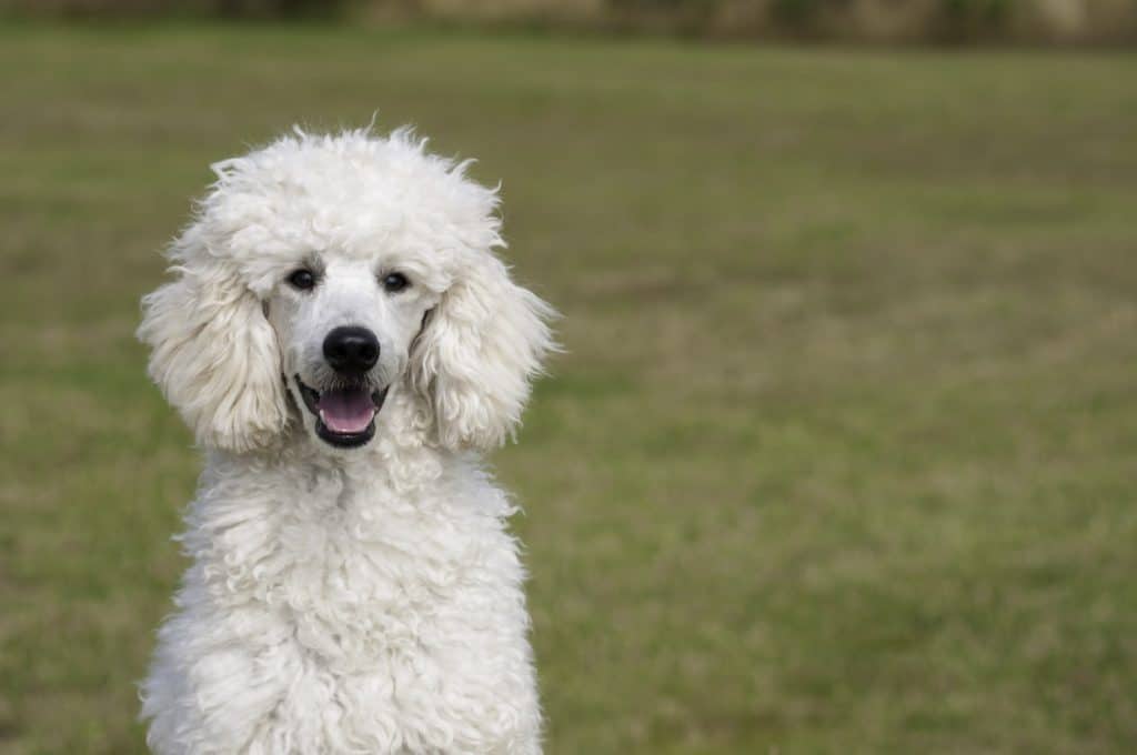 dogs with big ears