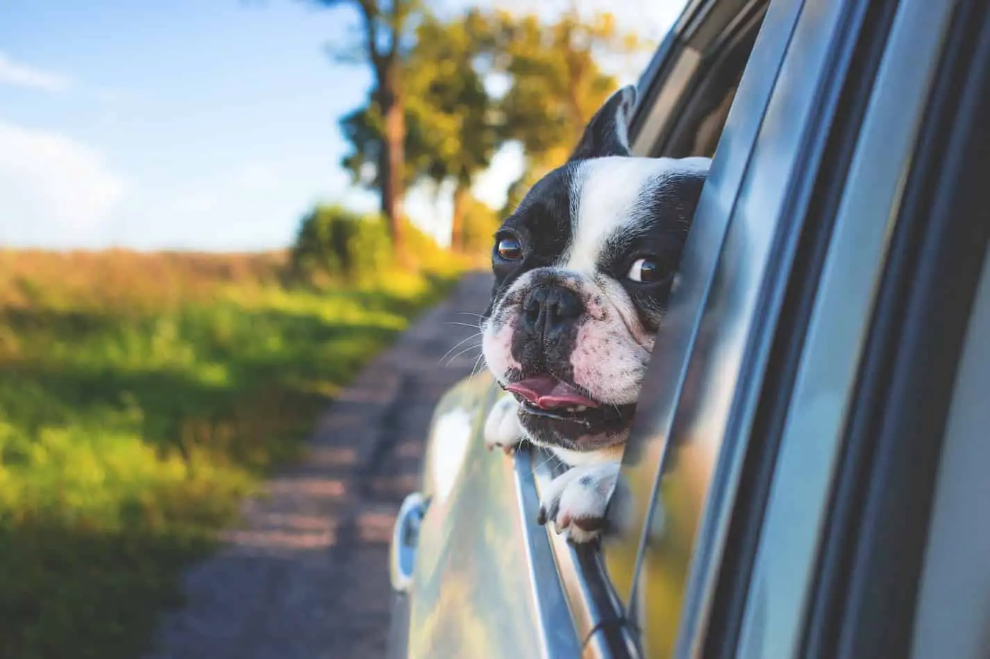 how to remove dog hair from your car