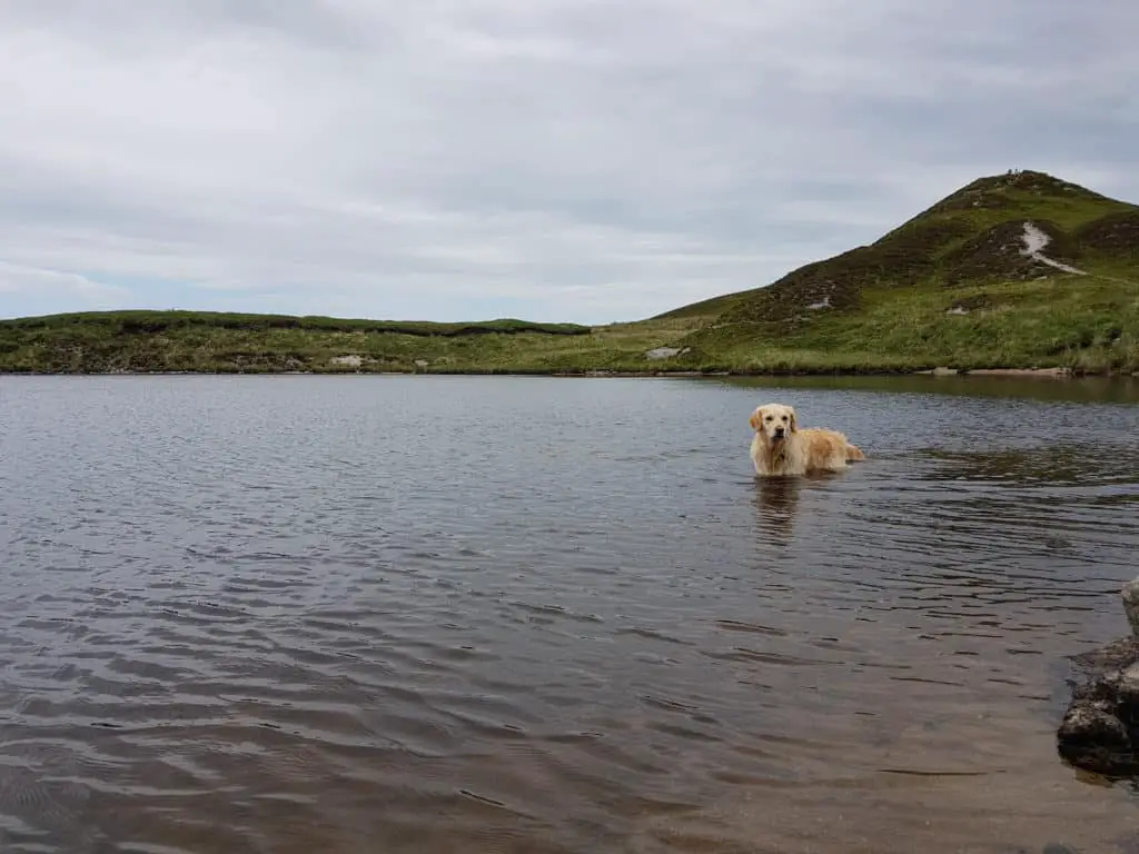 dog swimming