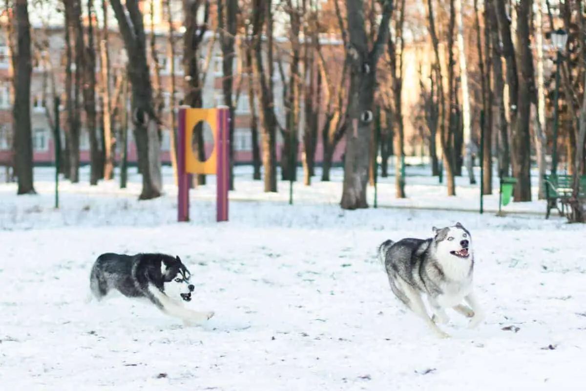 why do puppies run like crazy