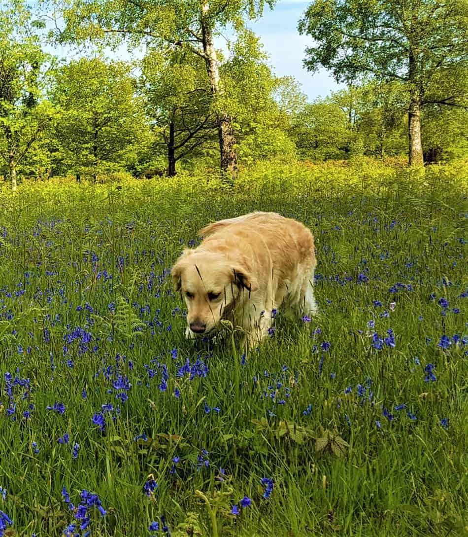 Dog Smelling Flowers