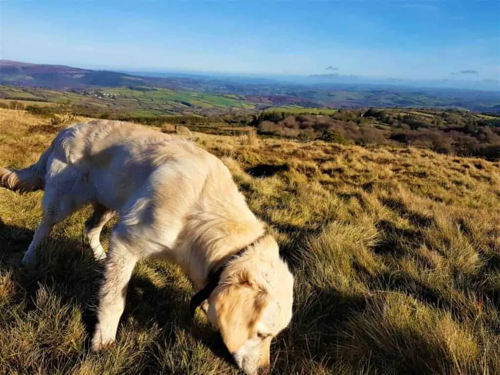 Dog Sniffing