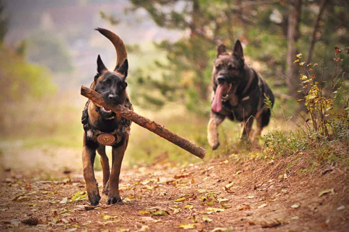 Dogs carrying sticks