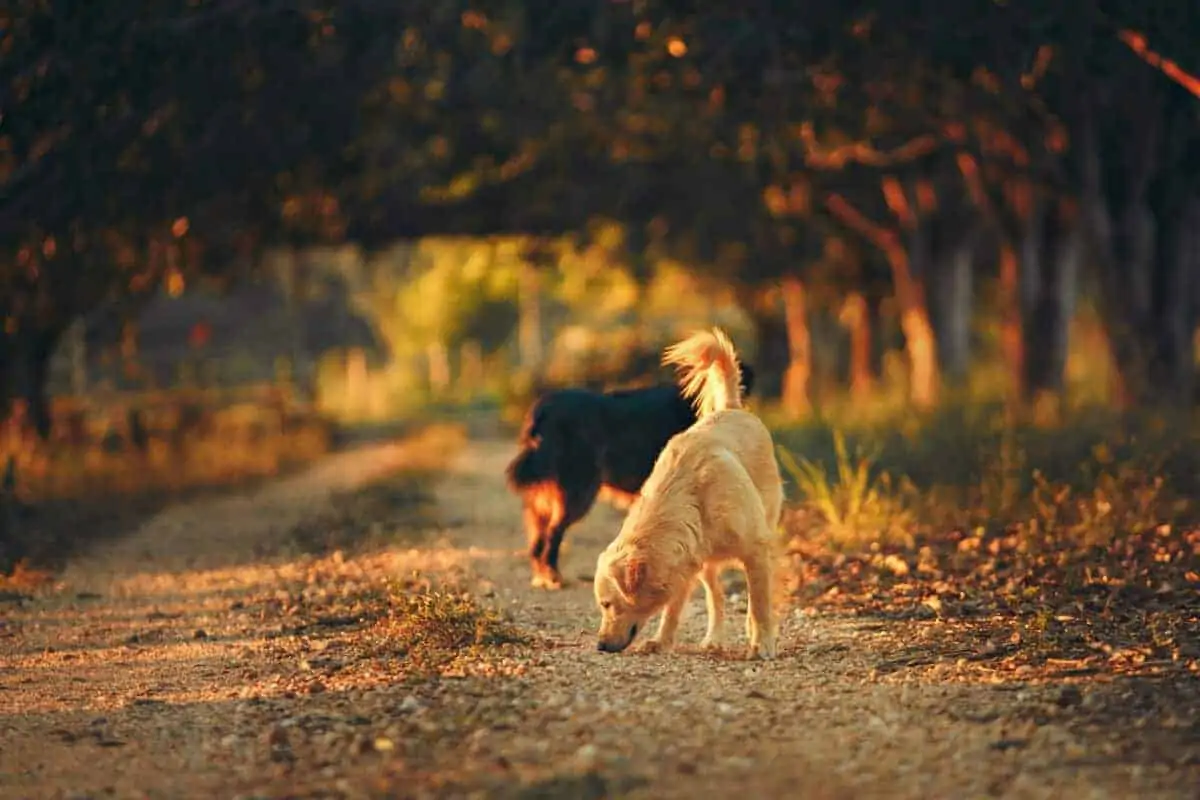 Dogs smelling during a walk