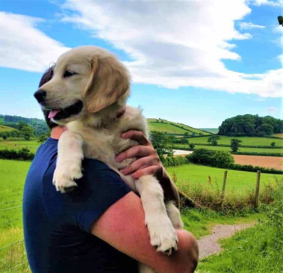 Puppy being carried