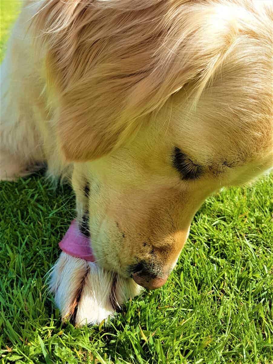 why does my westie lick his paws