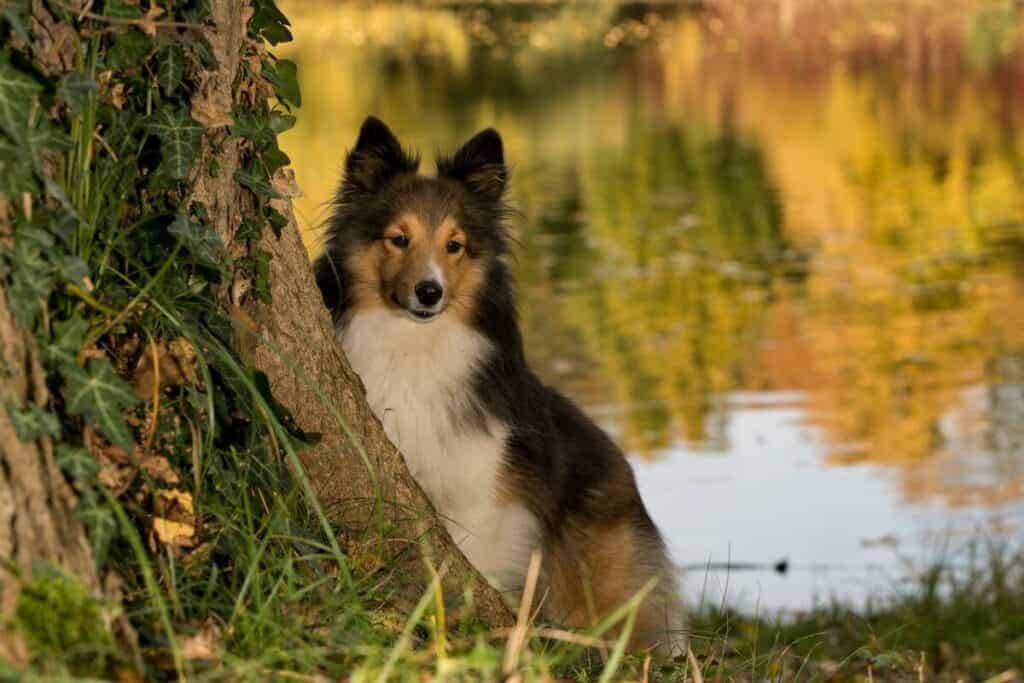 can-dogs-climb-trees-pathway-pooch