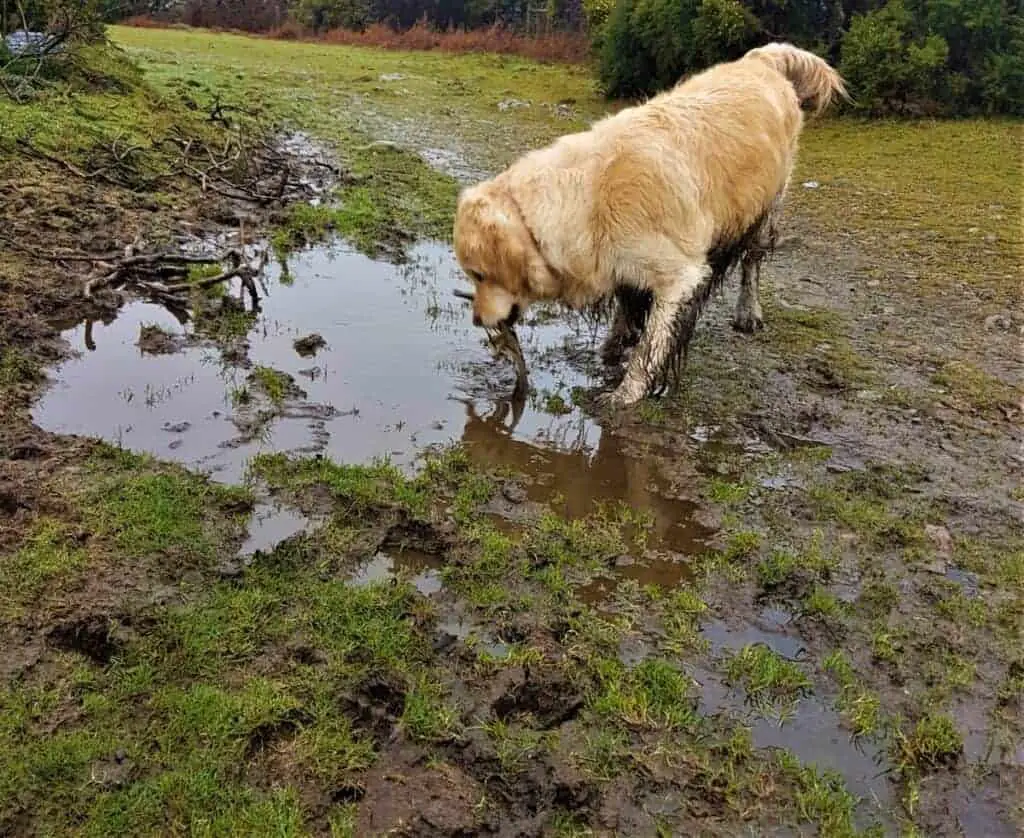 muddy dog