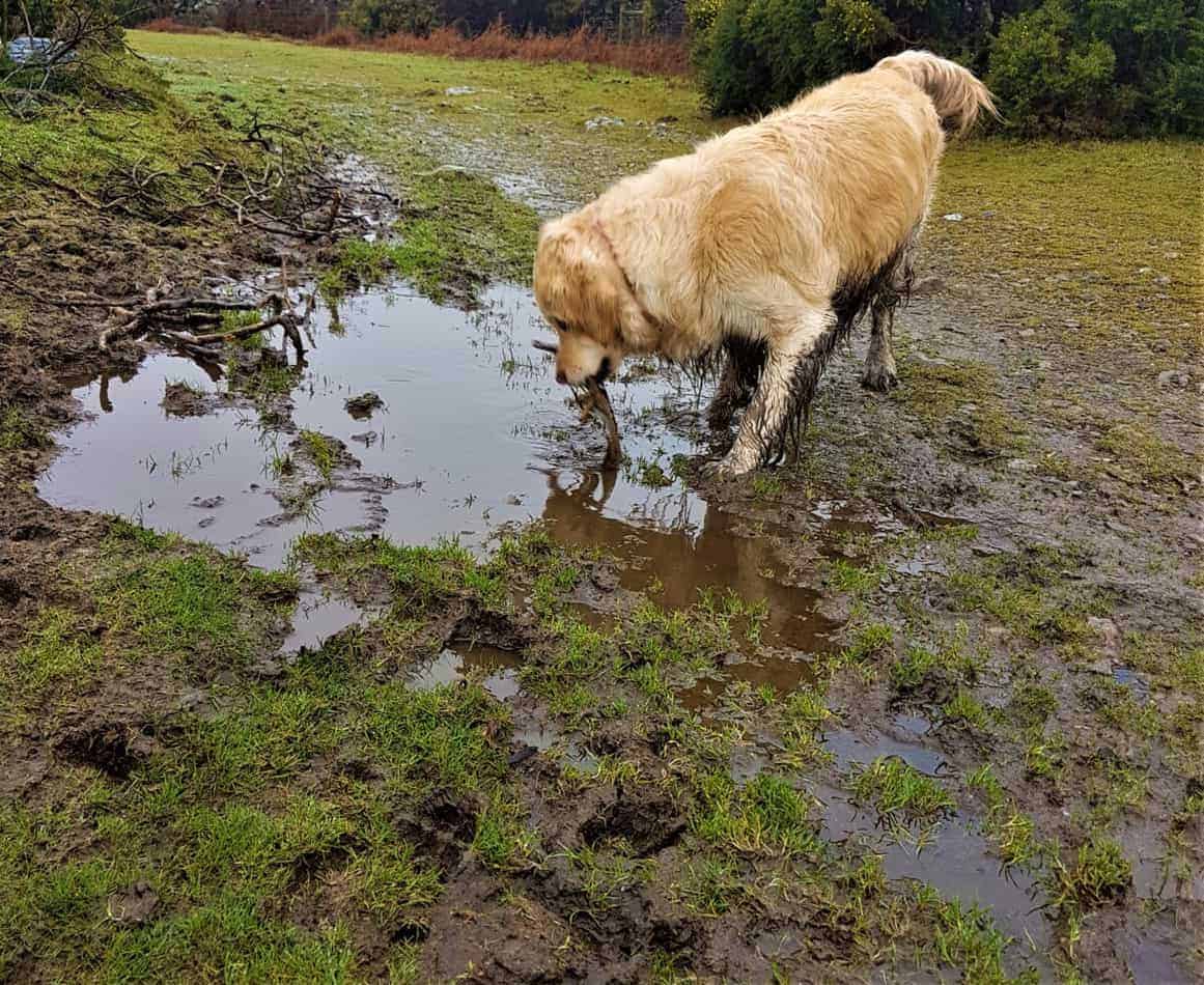 Muddy Paws – A Dog Owner's Guide to Keeping Your Home Clean & Tidy - The  Turtle Mat Blog - For news, features and competitions! The Turtle Mat Blog  – For news, features and competitions!