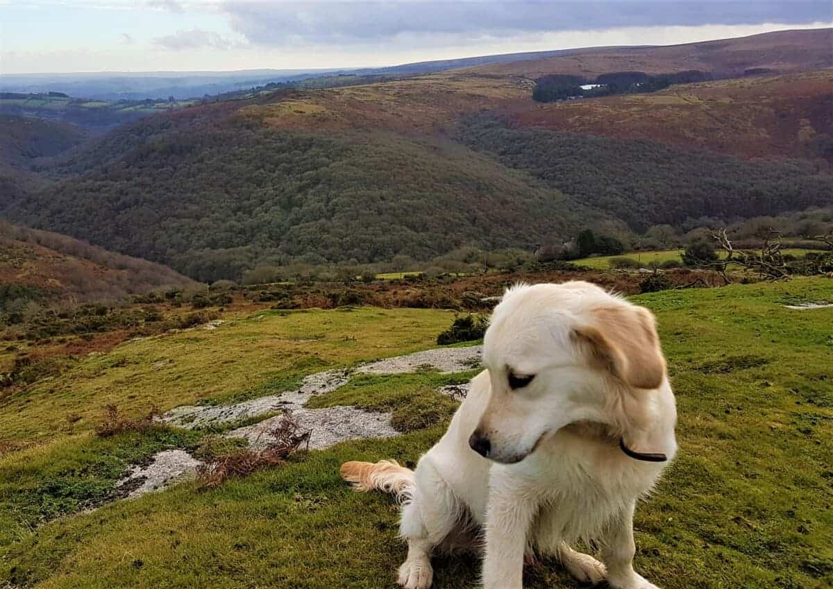 is it normal for a dog to walk backwards