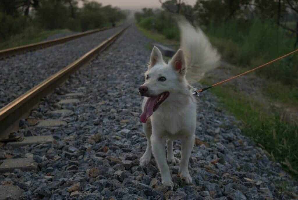 travelling with a dog 