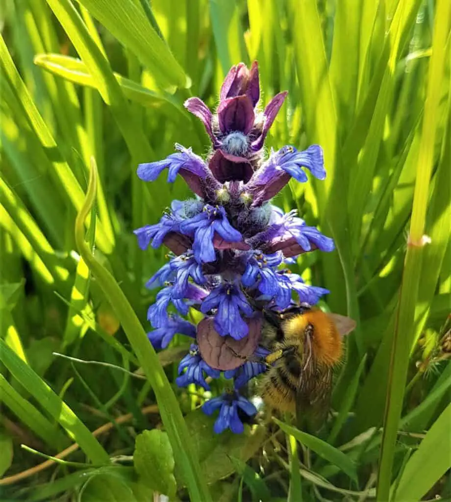 bee on bluebell