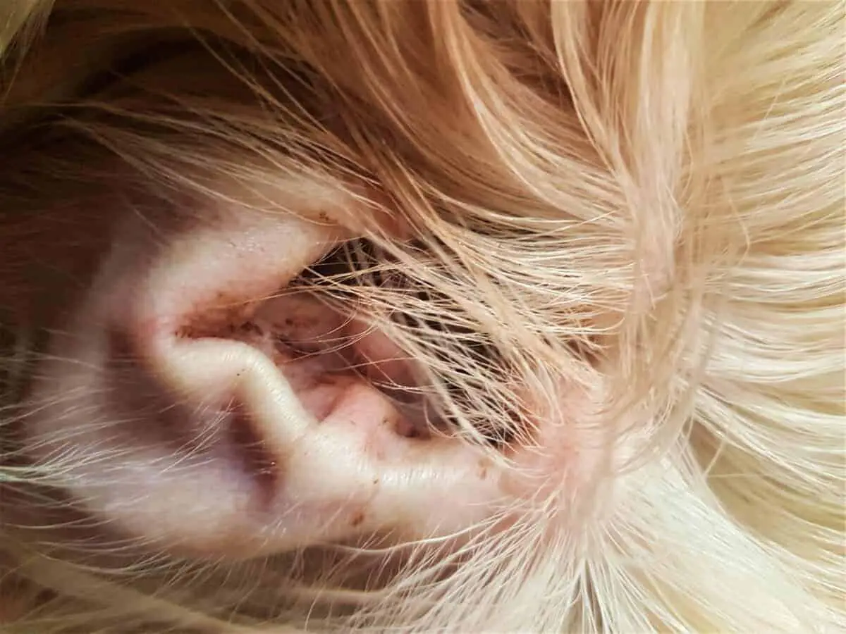 wax in dogs ear