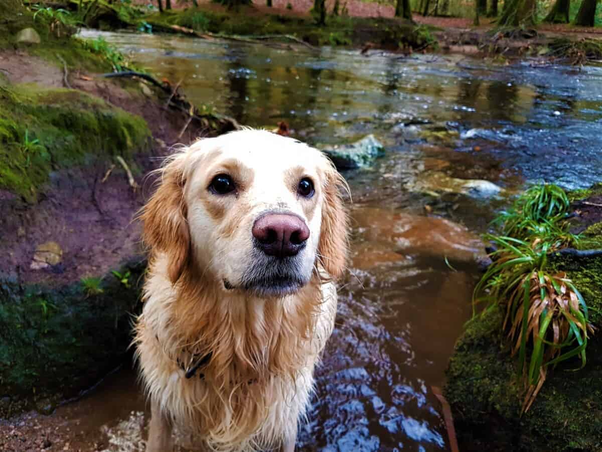 how to dry a dog