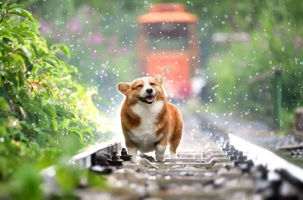 Why Do Dogs Sit In The Rain Pathway Pooch