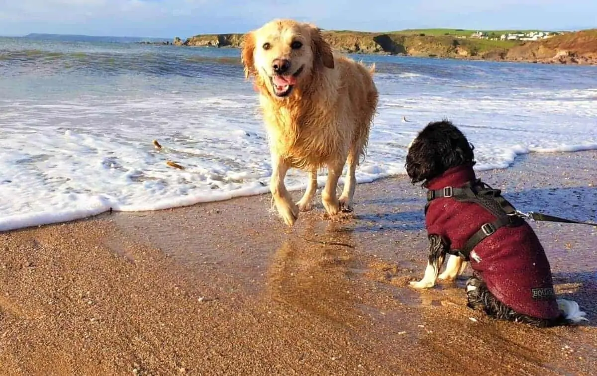walking dogs together