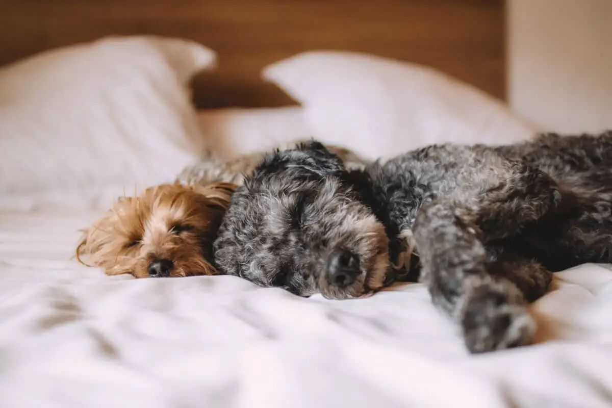 why-does-my-dog-sleep-under-the-covers-pretty-fluffy