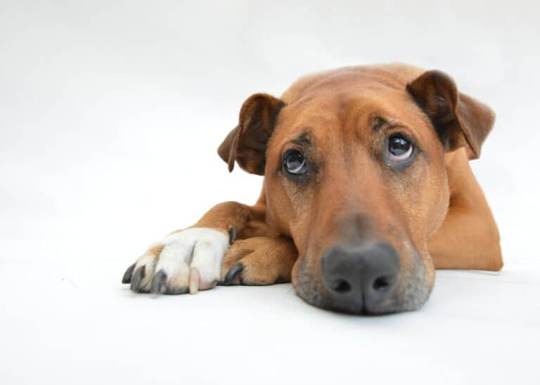 your-dog-comforts-you-when-you-re-sad-why-oakhurst-veterinary