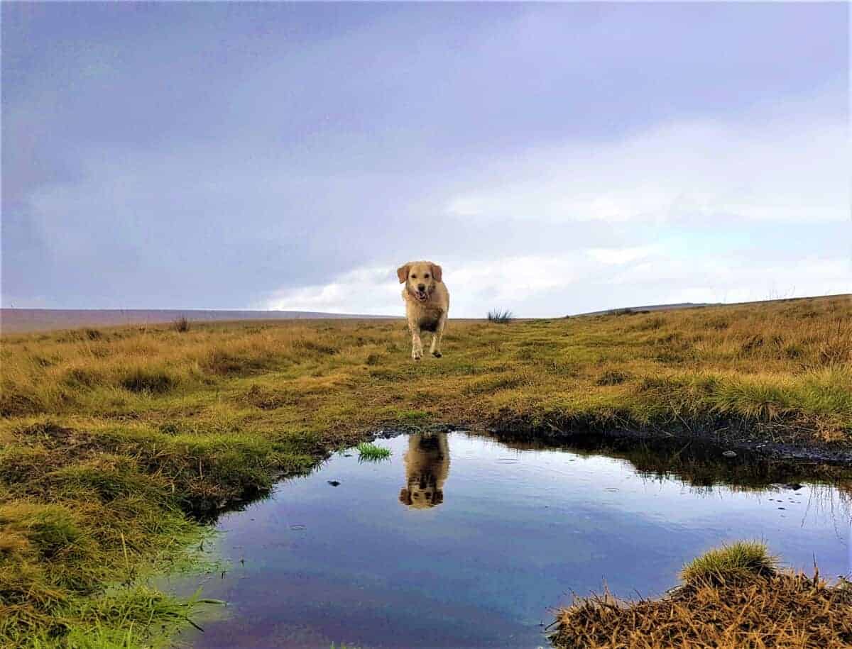 do dogs get bored of walks