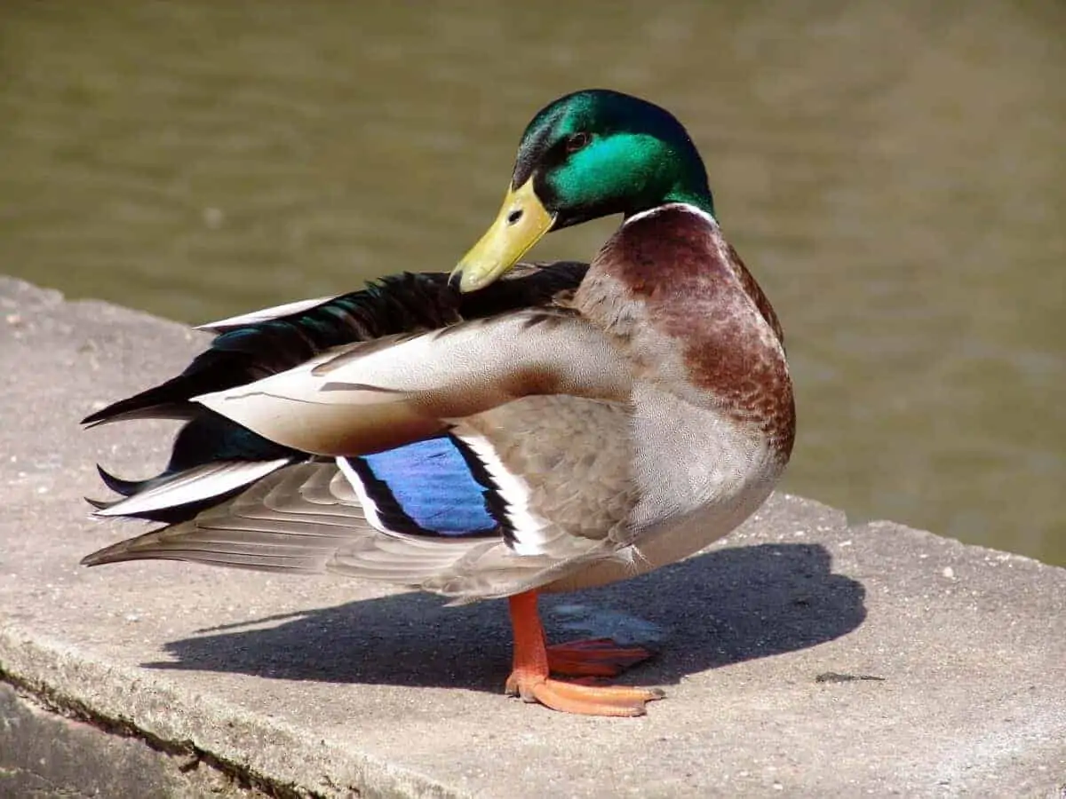 london duck