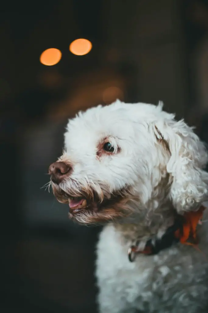 rust staining on white fur