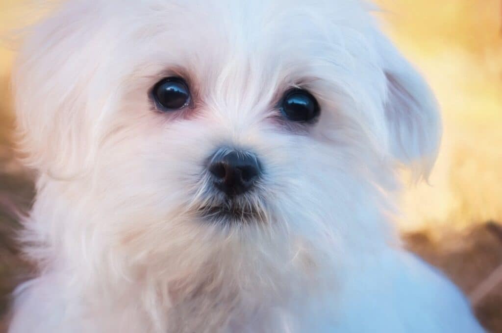 dog hair turning brown