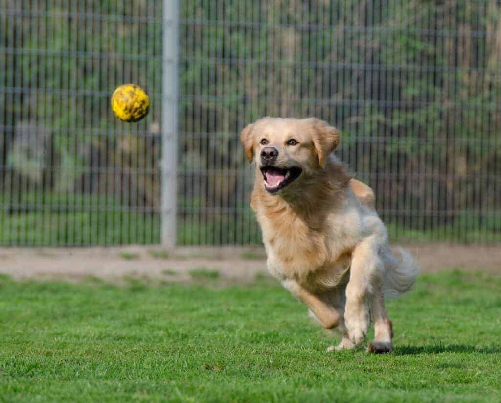 why do dogs enjoy fetch so much