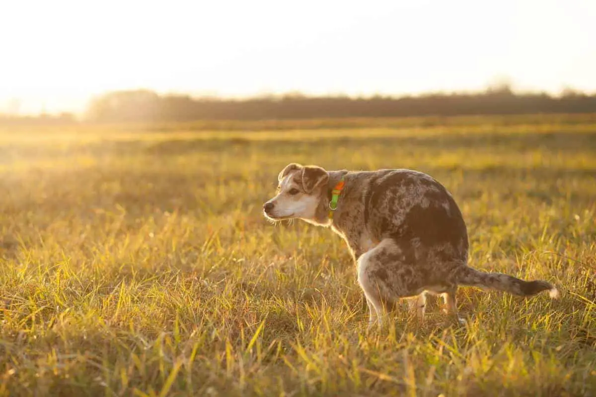 why does my dog walk and poop