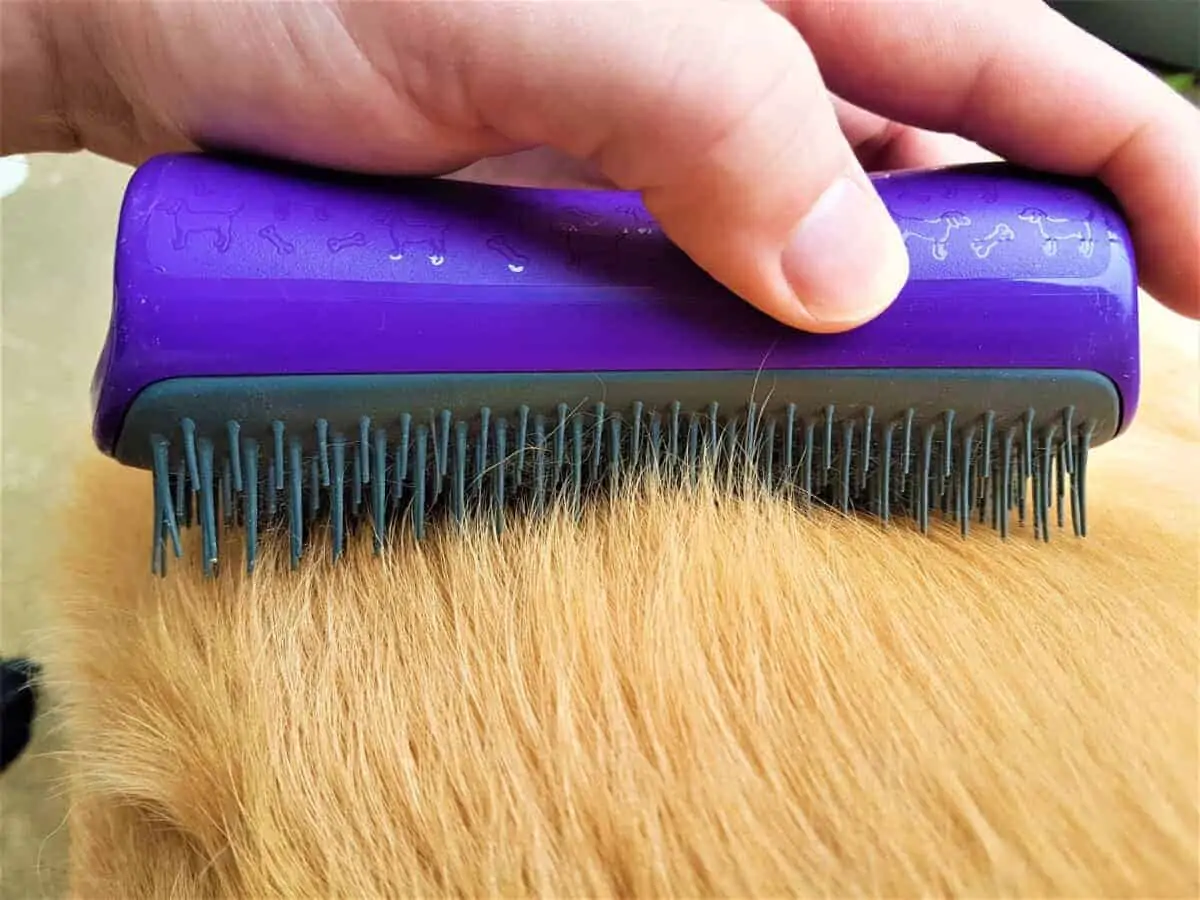 how long does it take for dog hair to grow back