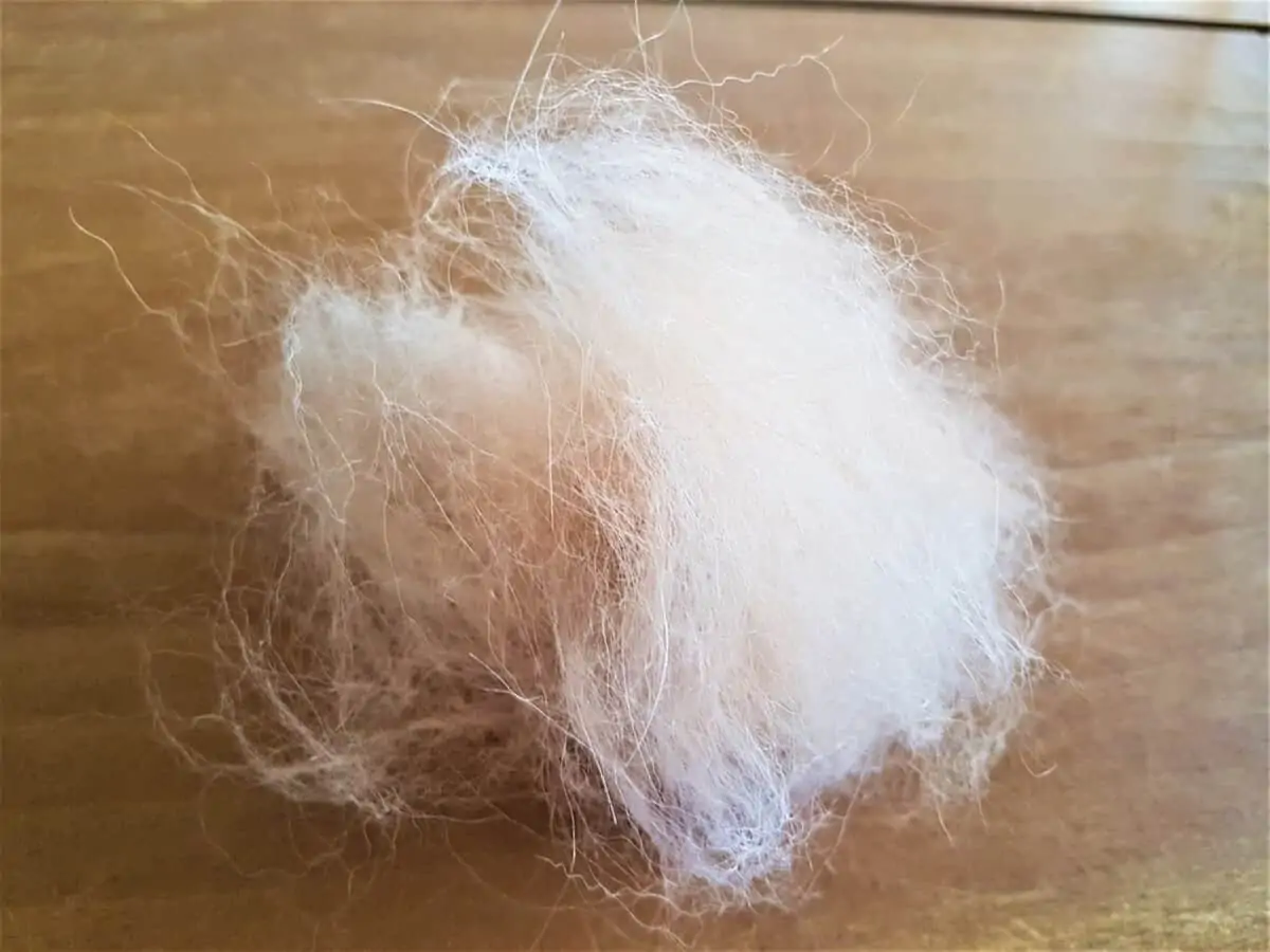 How Long Does It Take for Dog Hair to Grow Back - Pathway Pooch