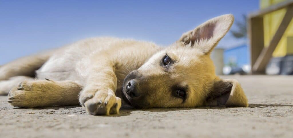 memory foam dog bed