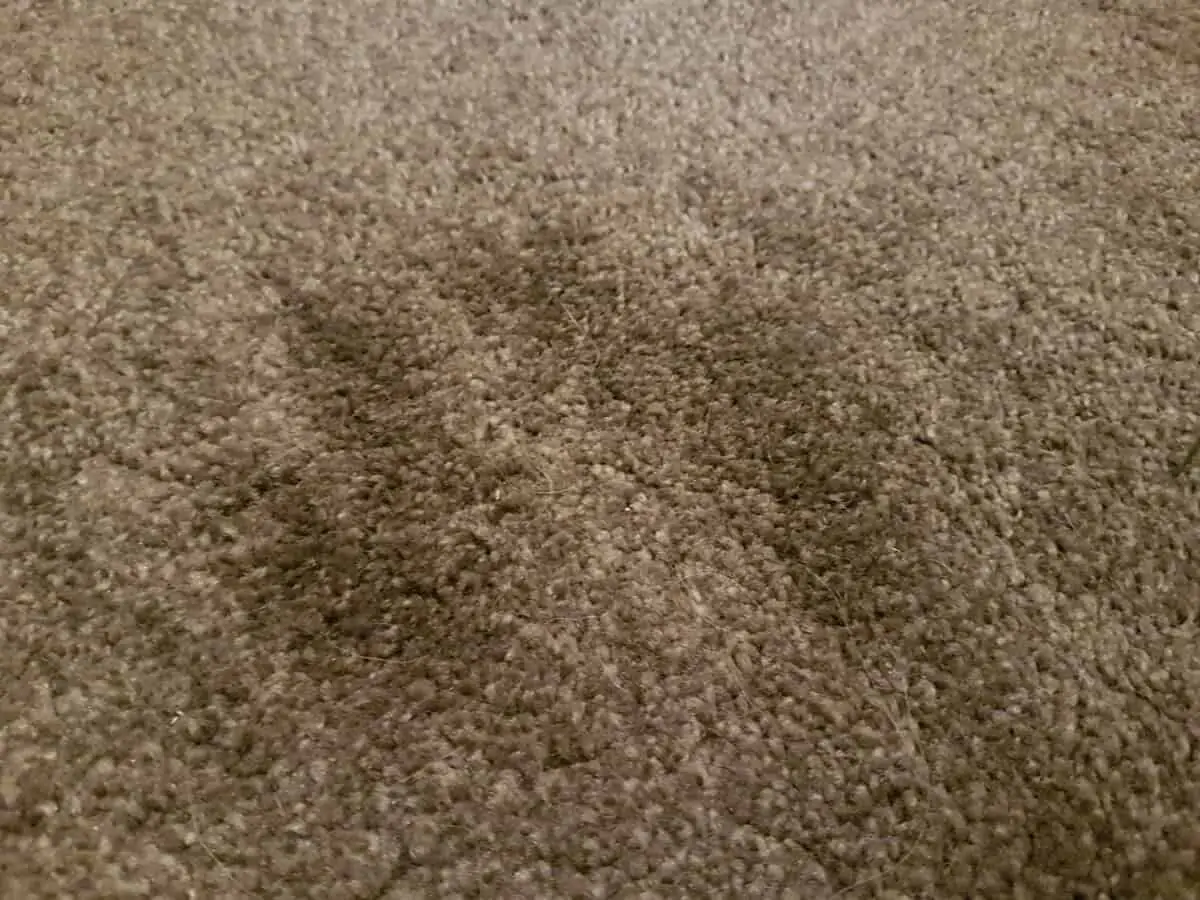 dog scratches carpet