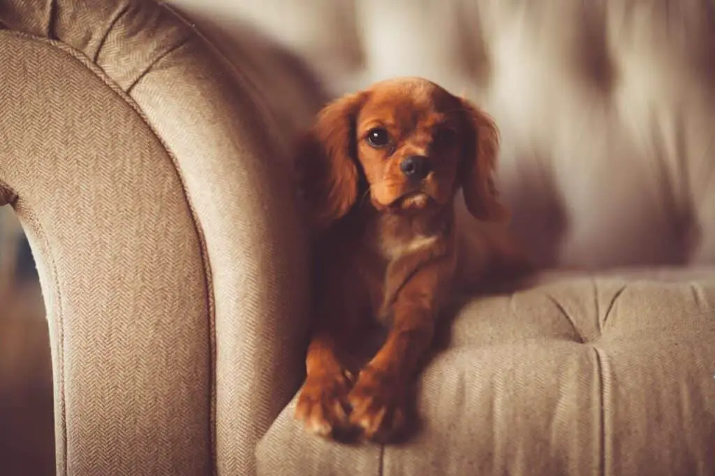 puppy on sofa