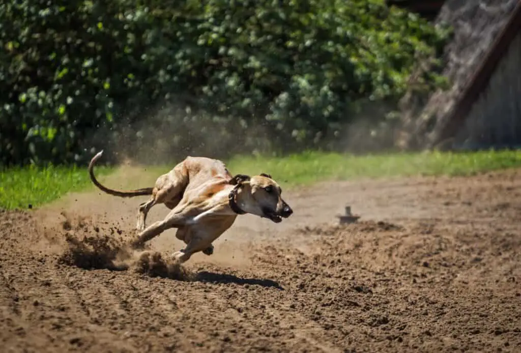 Are Dogs Faster Than Cats - Who Is the Winner