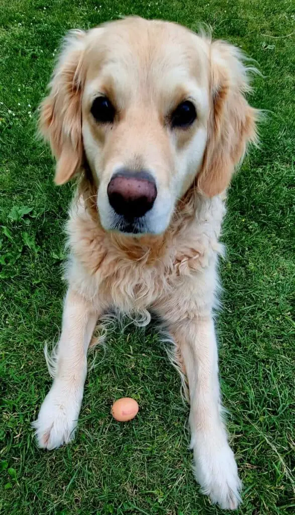 Golden retriever with an egg