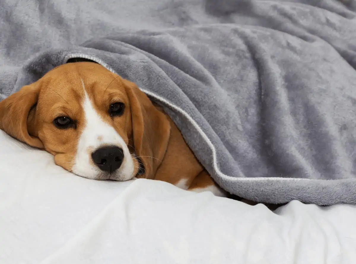 do dogs like blankets